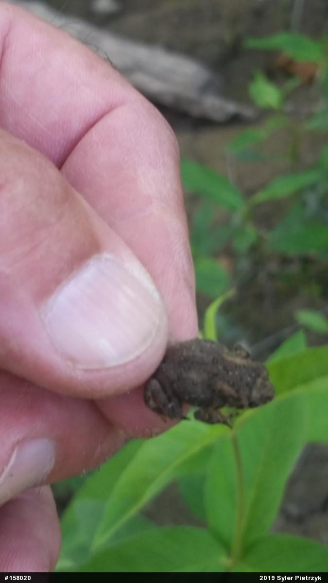 Eastern American Toad