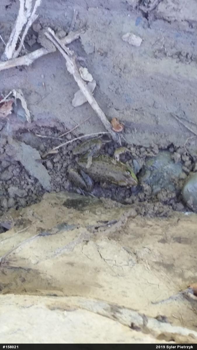 Green Frog