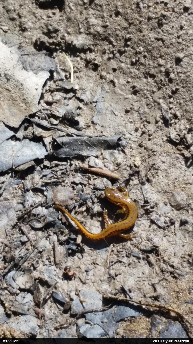 Eastern Long-tailed Salamander