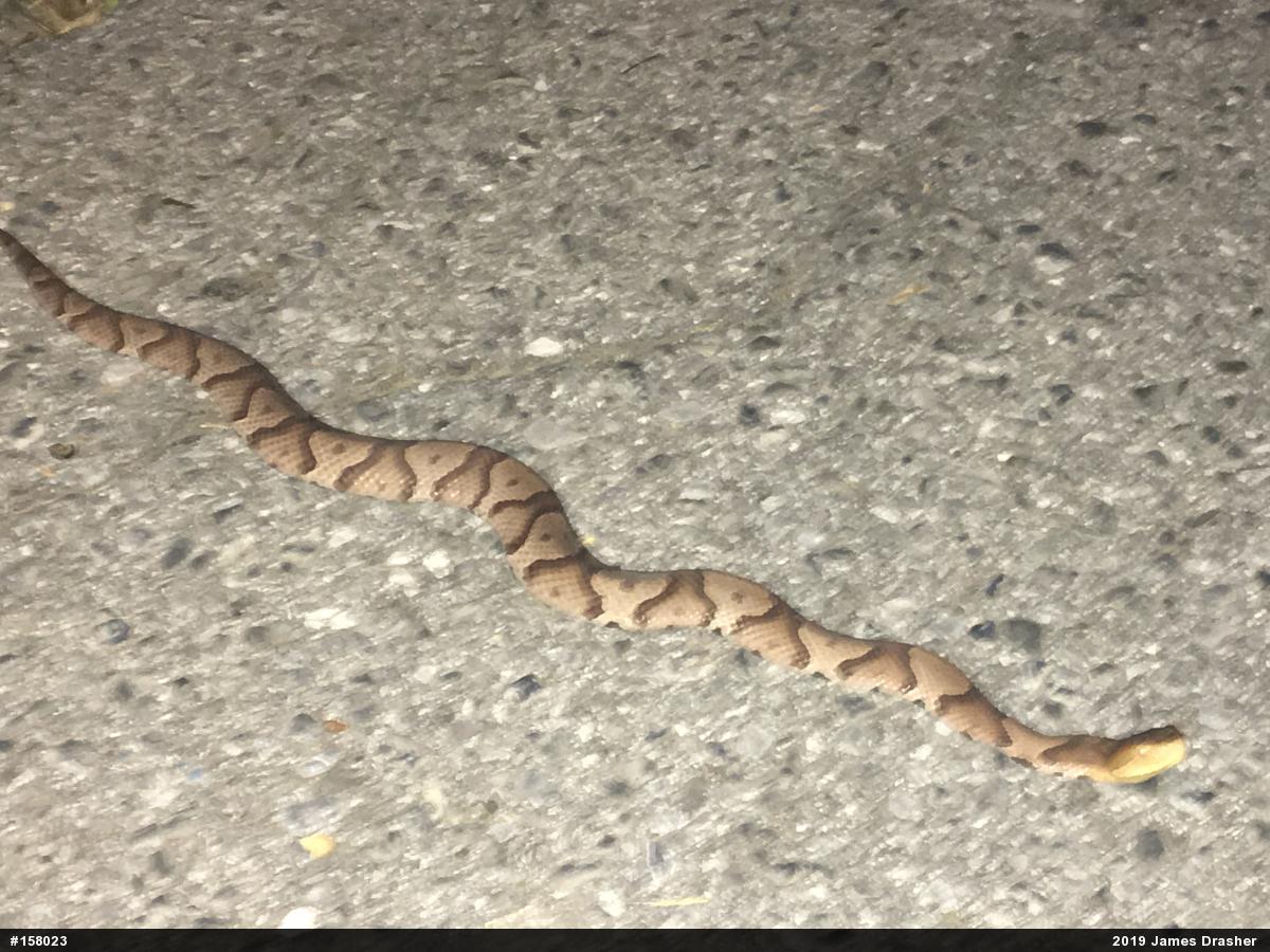 Northern Copperhead
