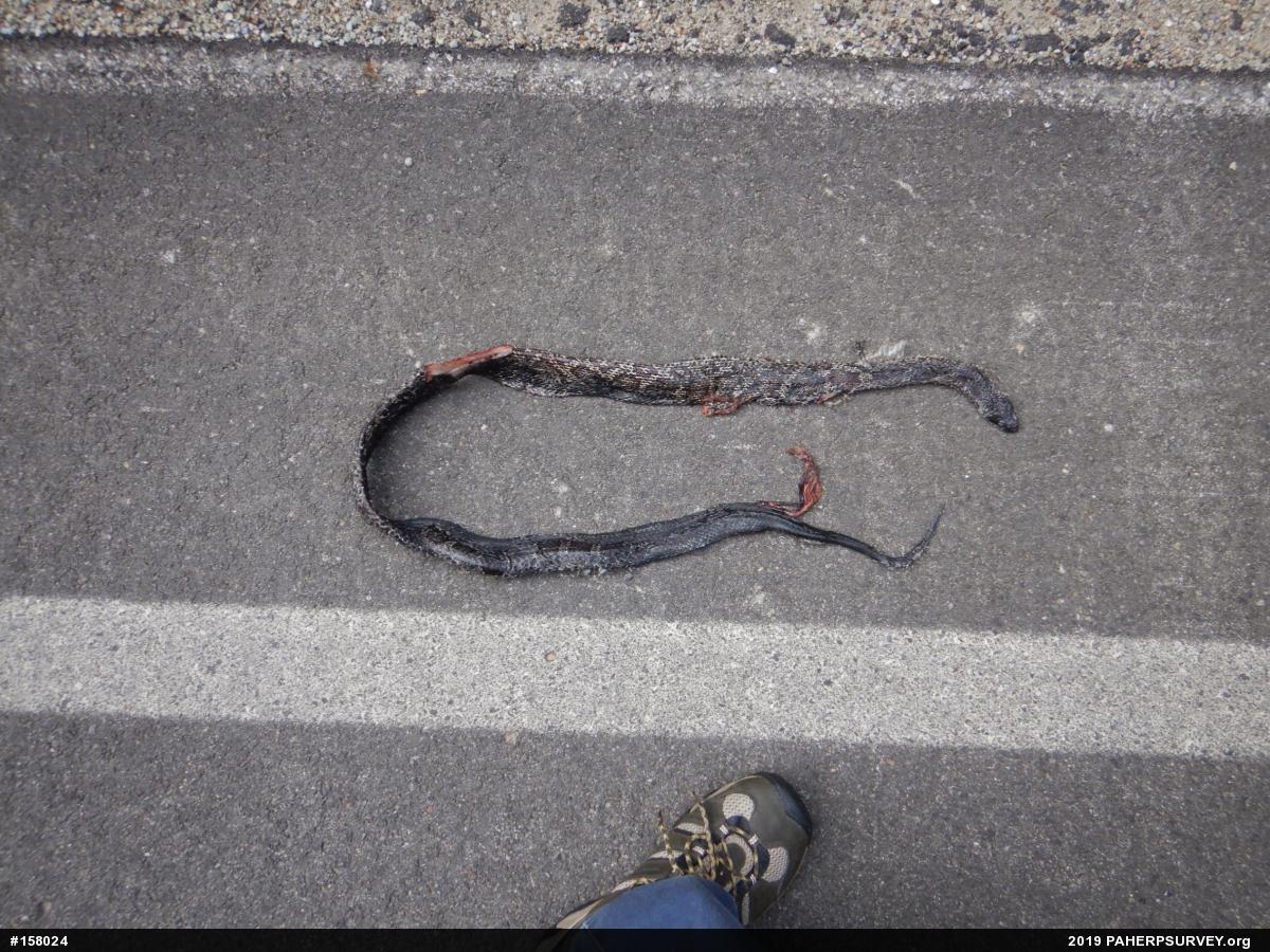 Eastern Ratsnake