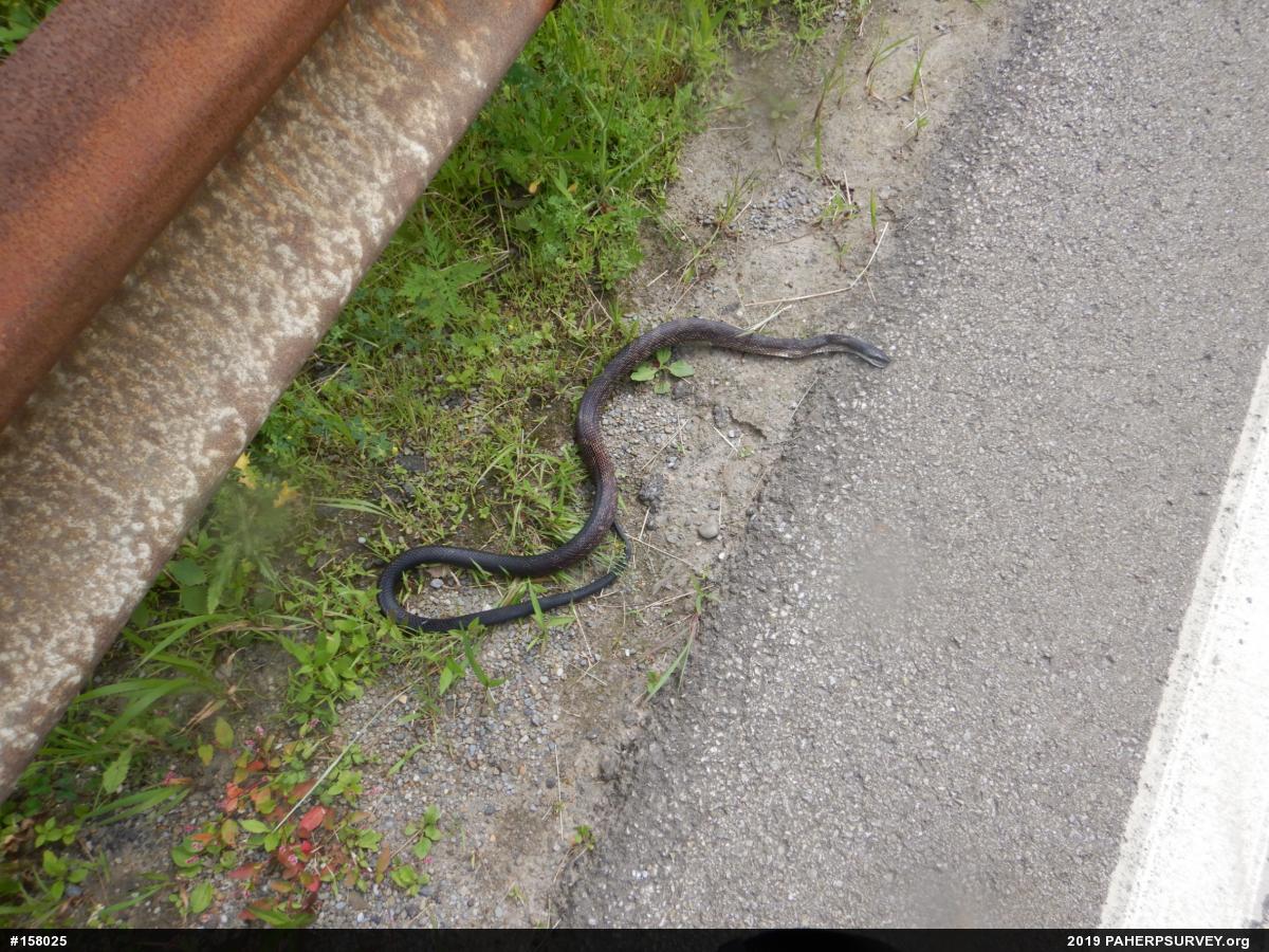 Eastern Ratsnake