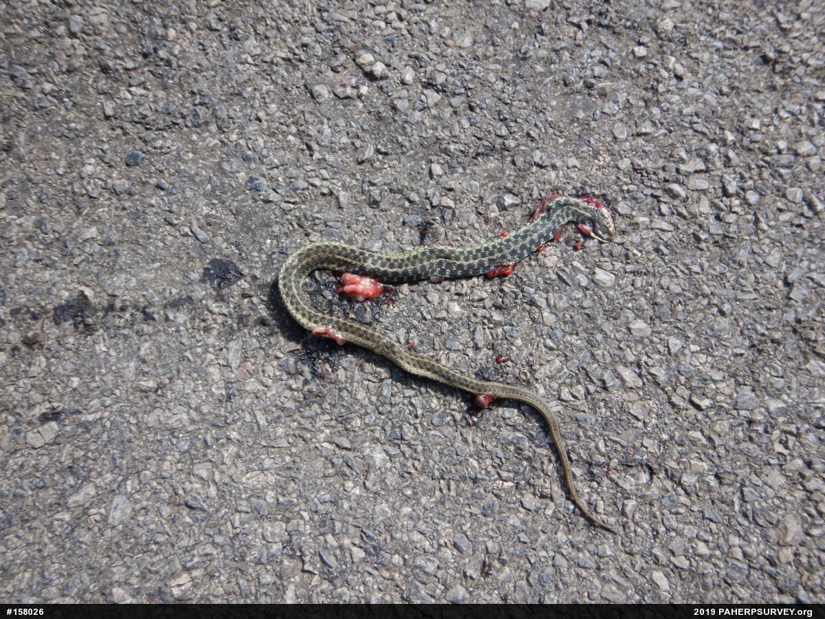 Eastern Gartersnake