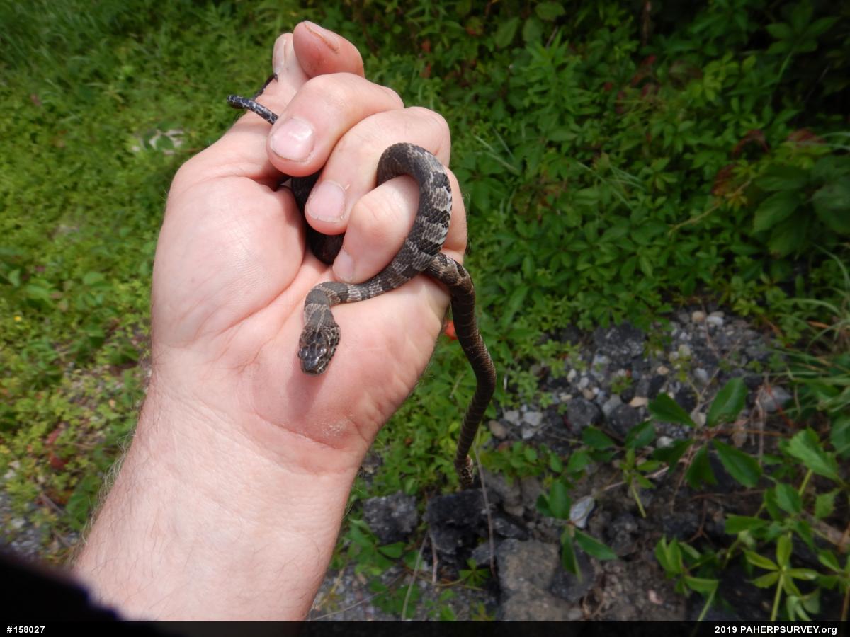 Northern Watersnake