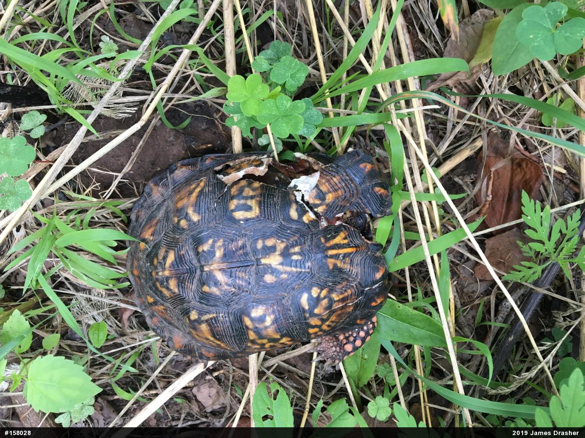 Eastern Box Turtle