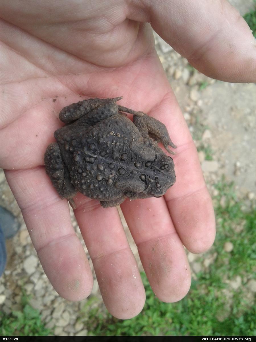 Eastern American Toad