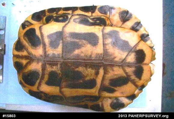 Pond Slider