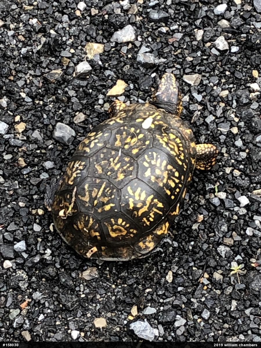 Eastern Box Turtle