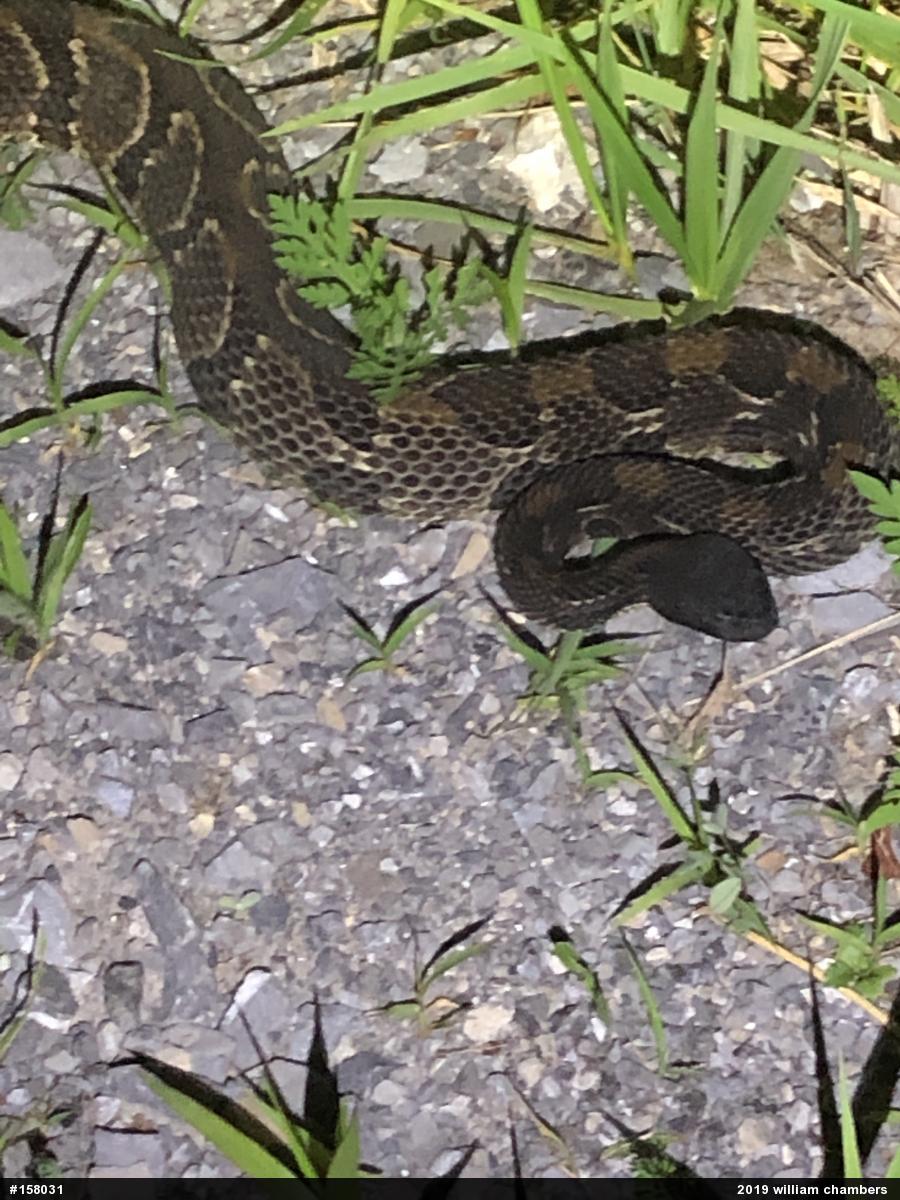 Timber Rattlesnake