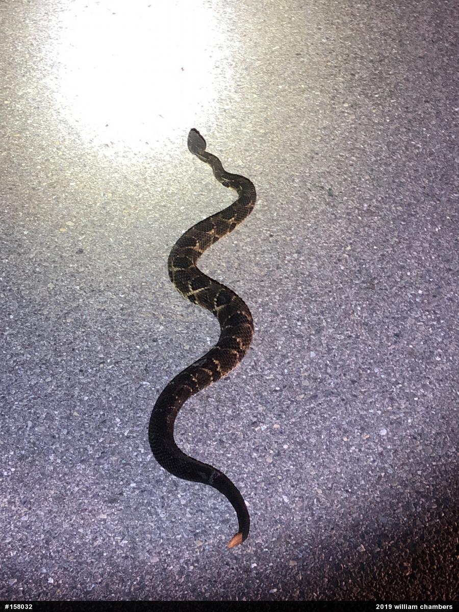 Timber Rattlesnake