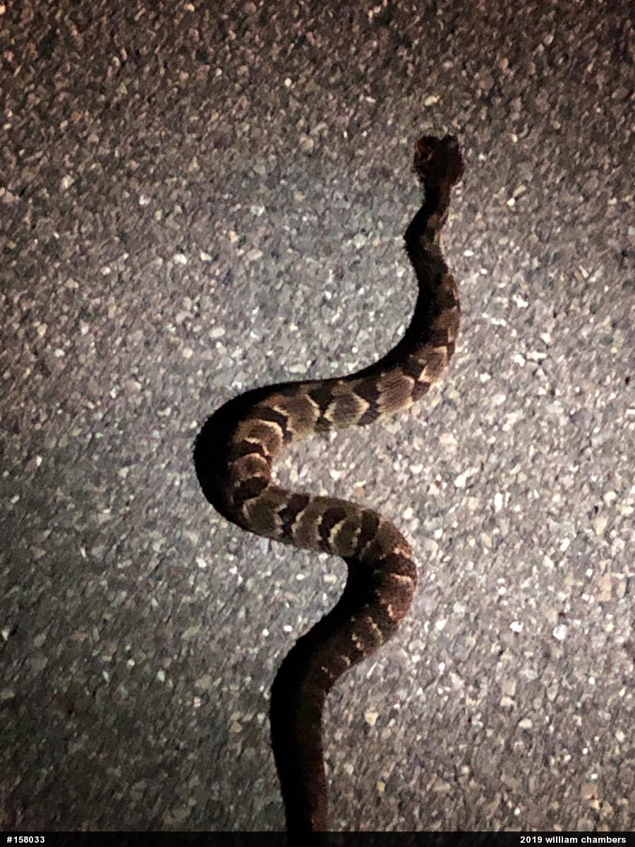 Timber Rattlesnake