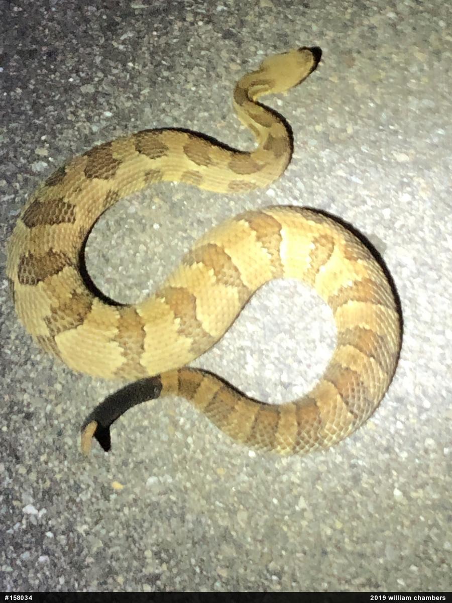 Timber Rattlesnake