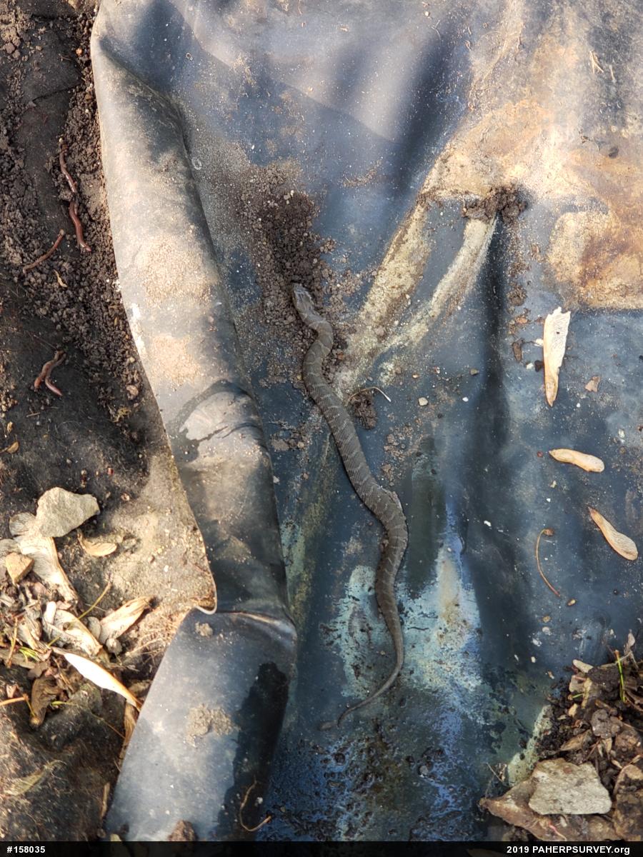 Northern Watersnake