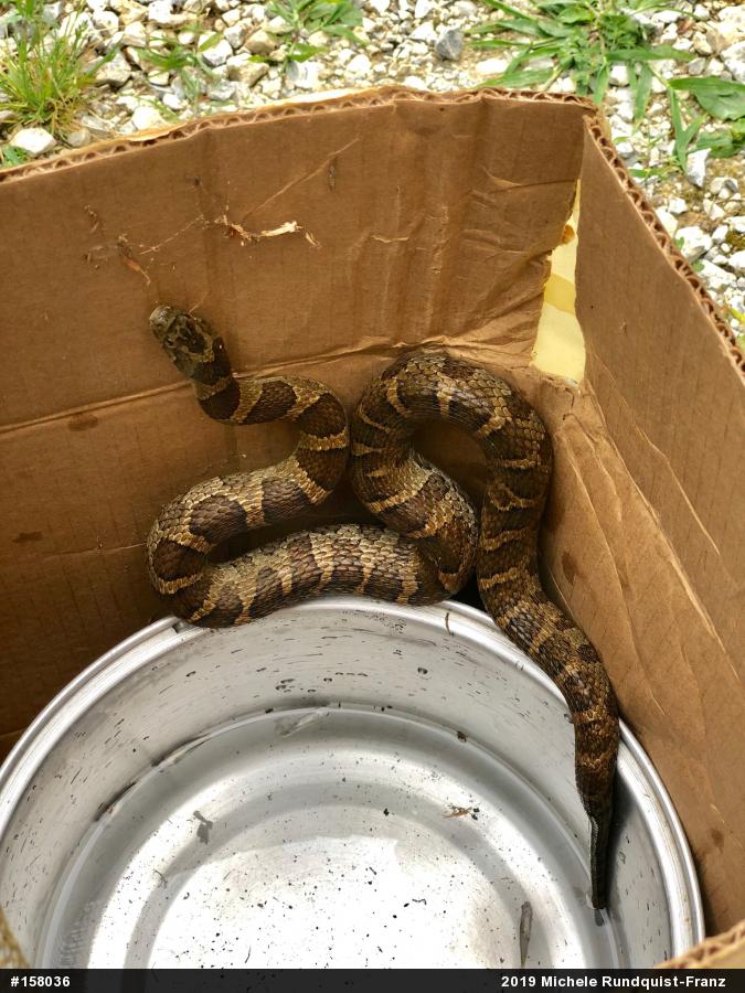 Eastern Milksnake