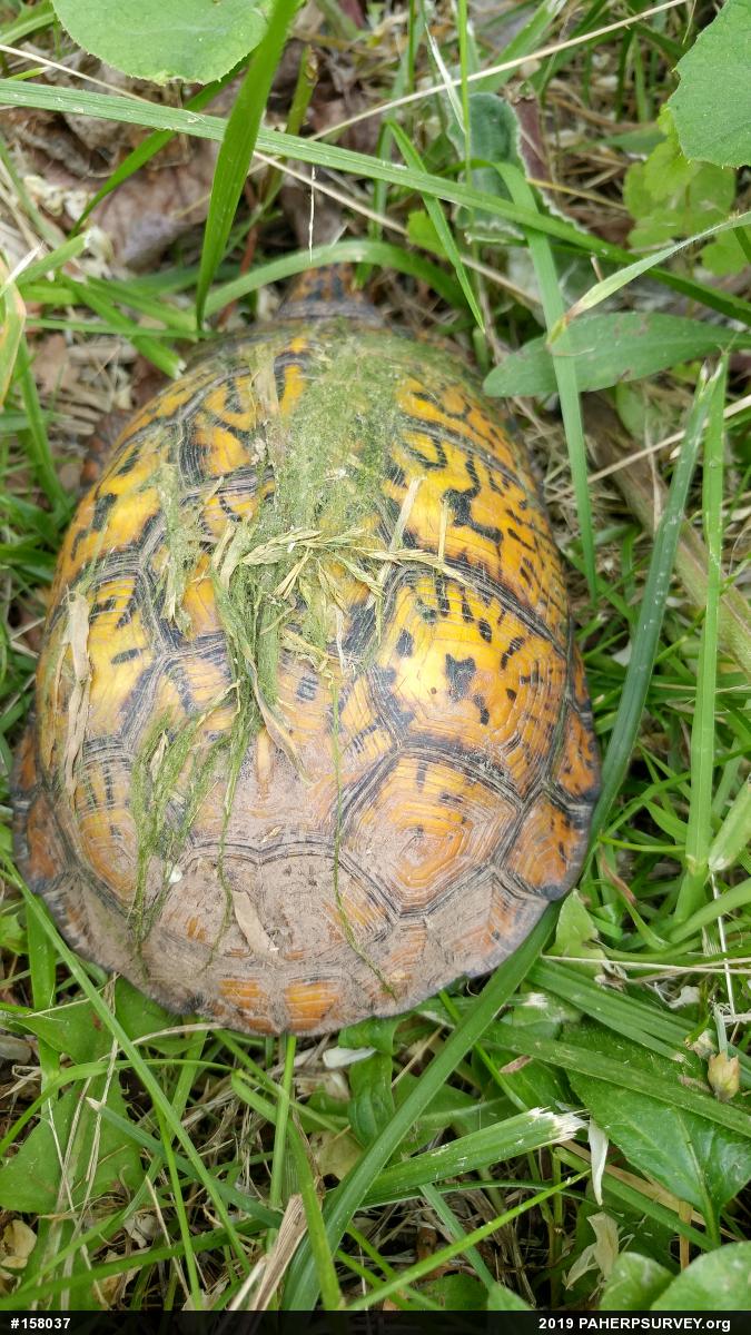 Eastern Box Turtle
