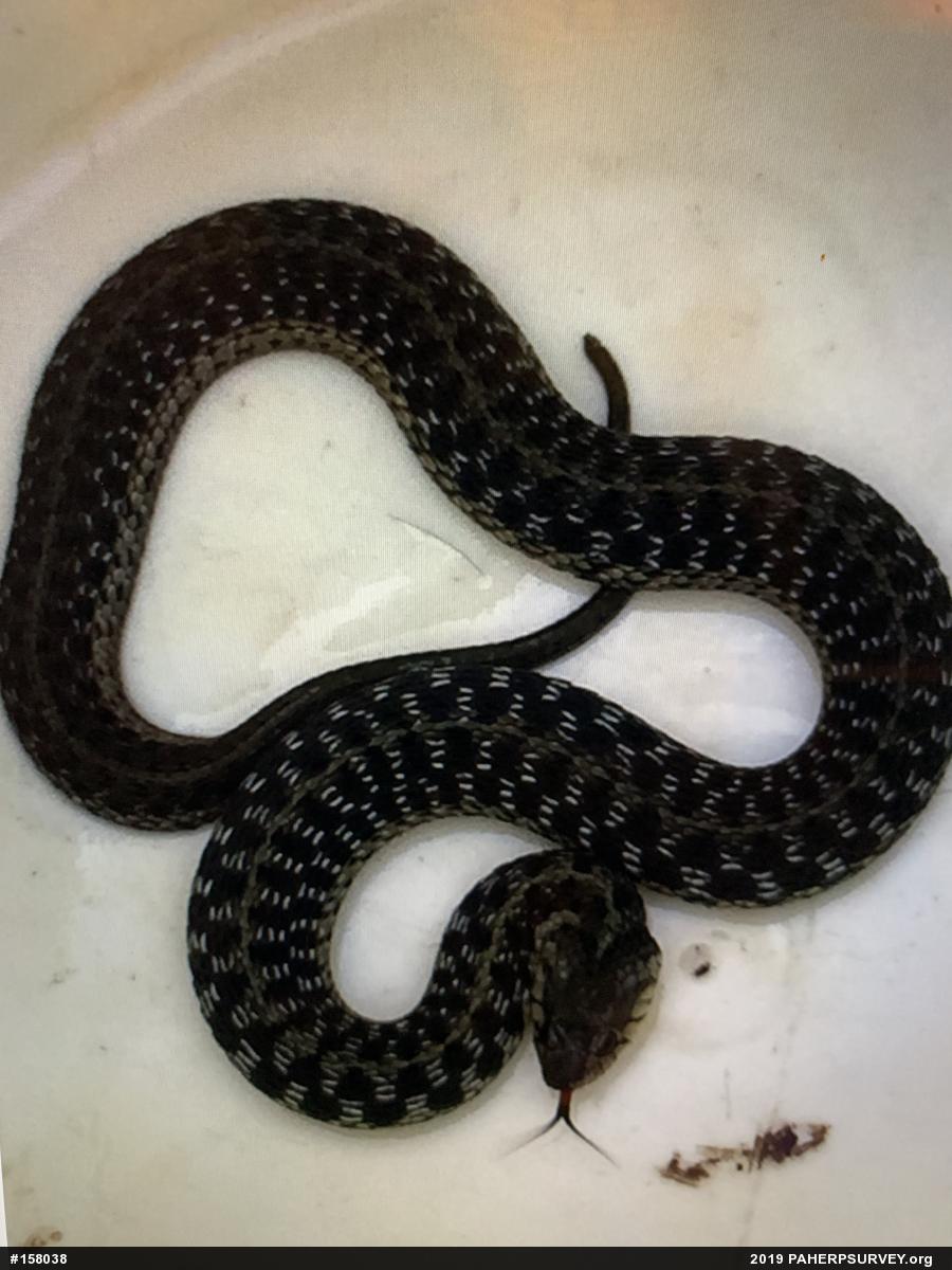 Eastern Gartersnake