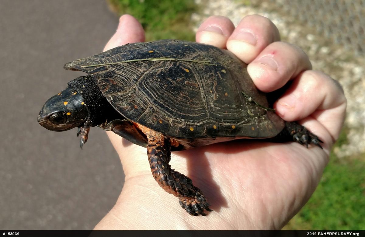 Spotted Turtle