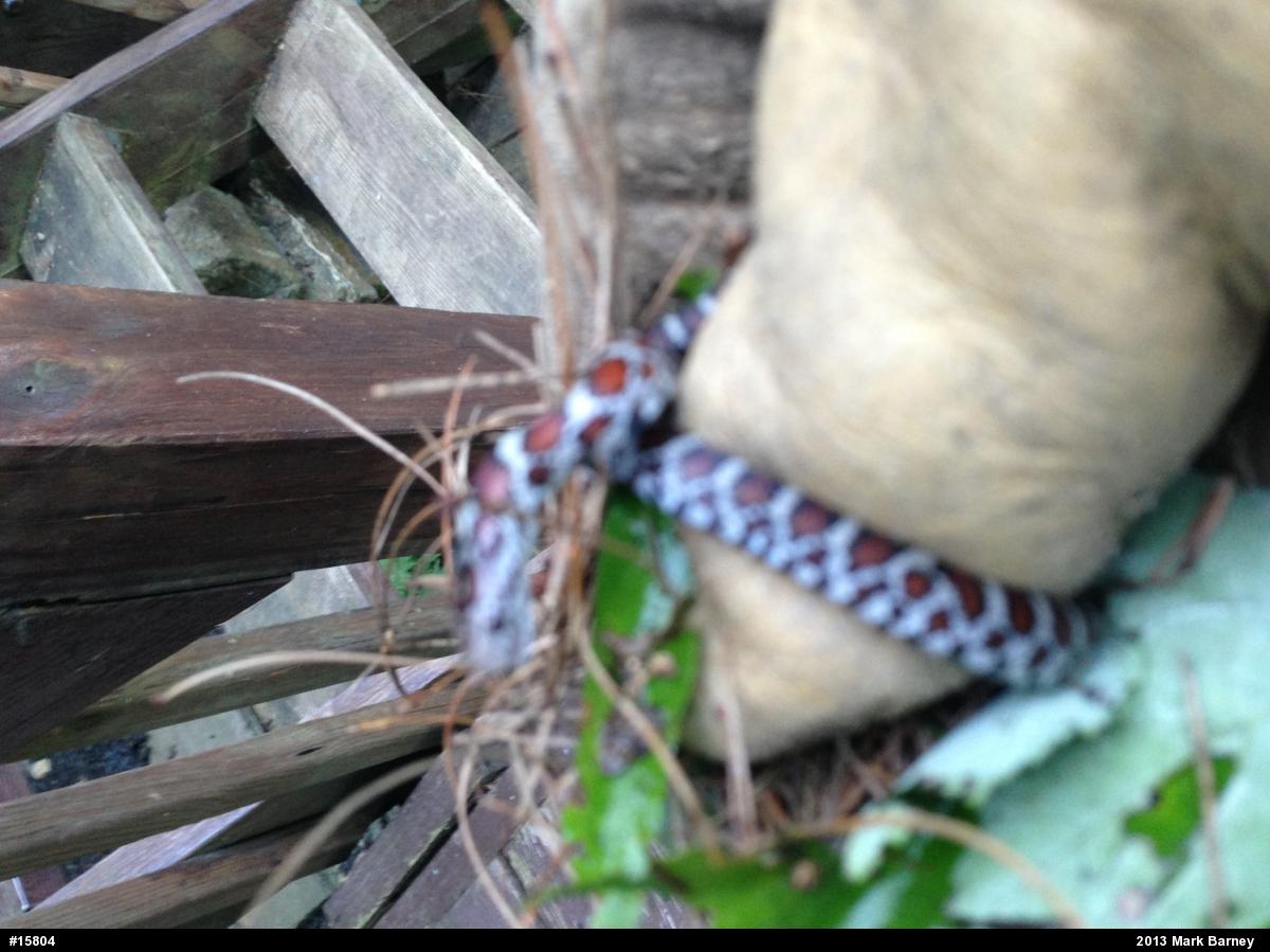 Eastern Milksnake