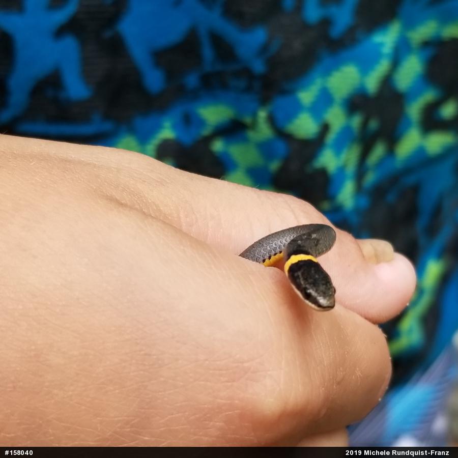 Northern Ring-necked Snake
