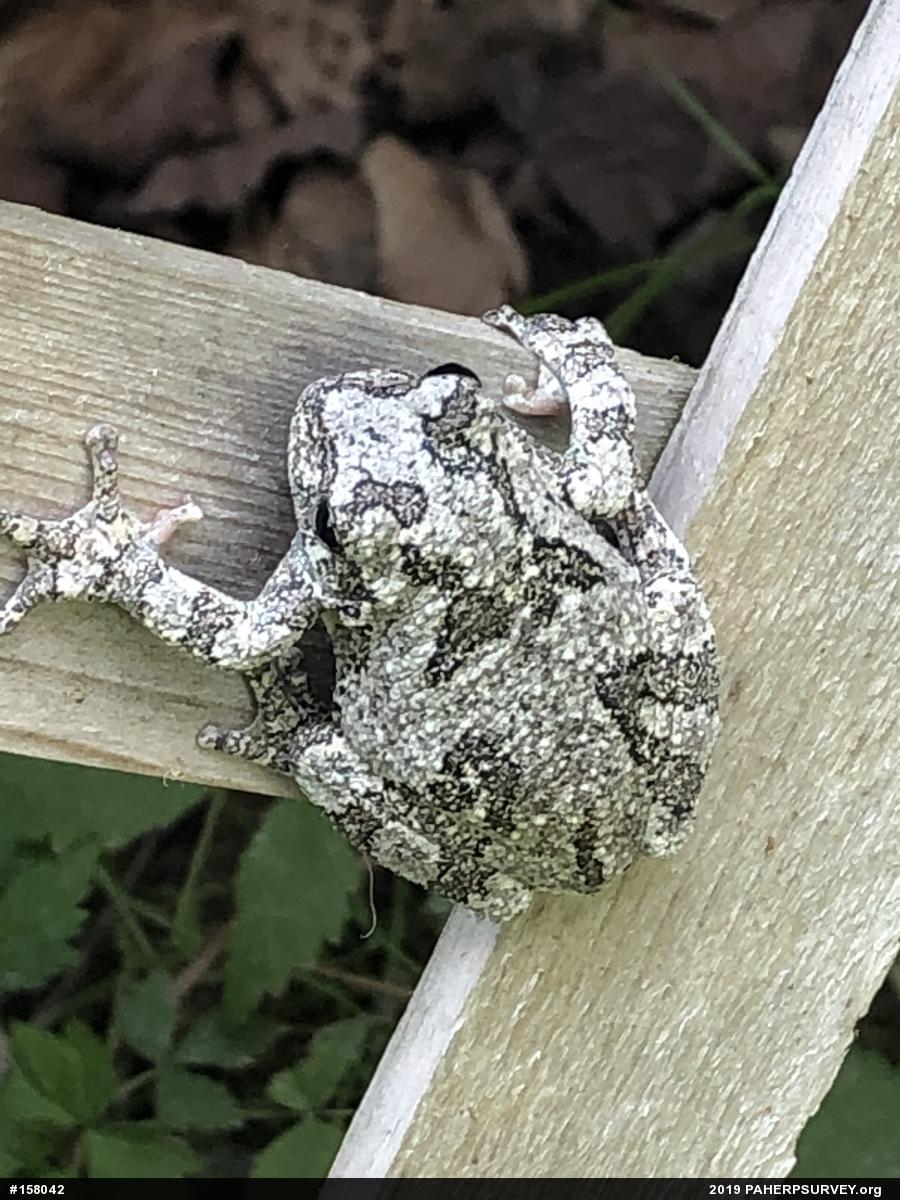 Unknown Gray Treefrog