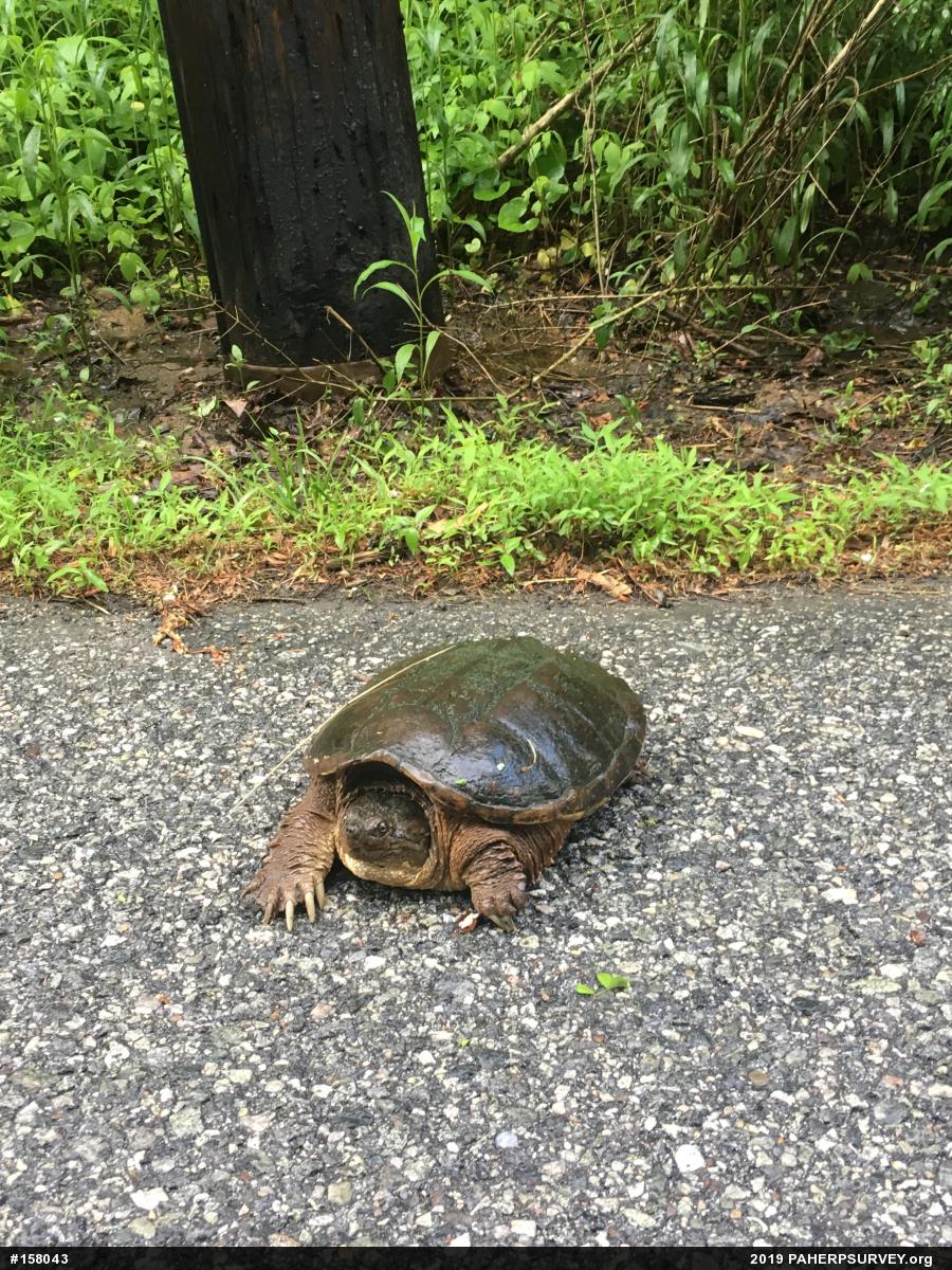 Snapping Turtle