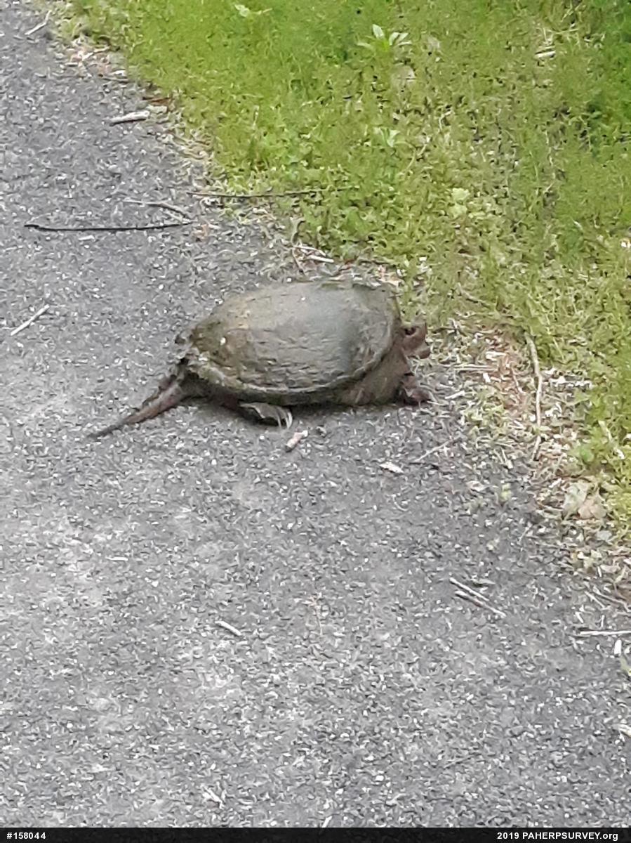 Snapping Turtle