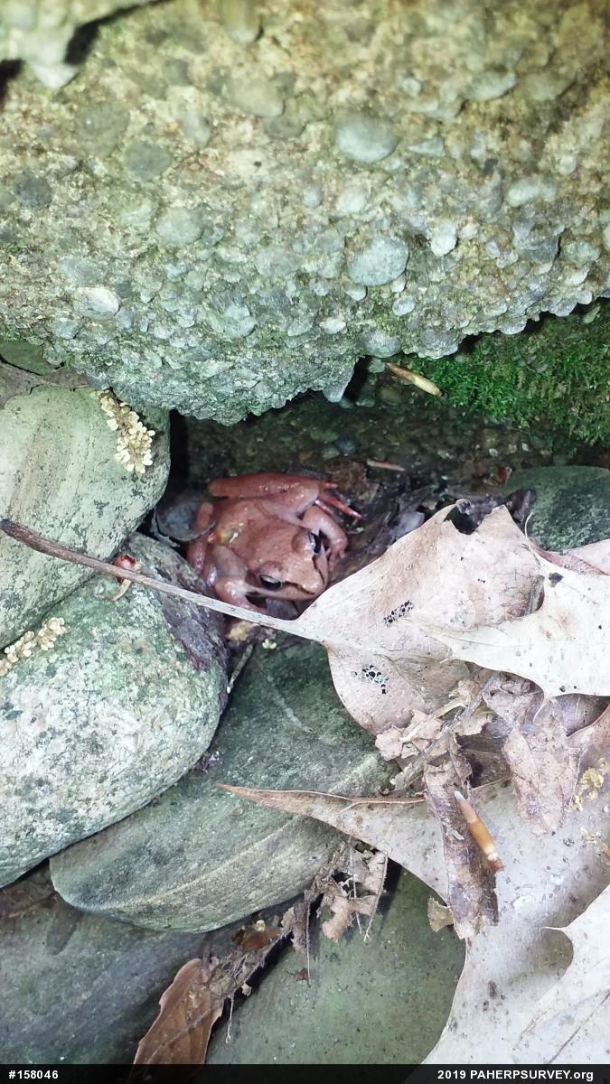 Wood Frog