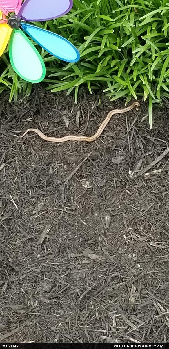 Dekay's Brownsnake