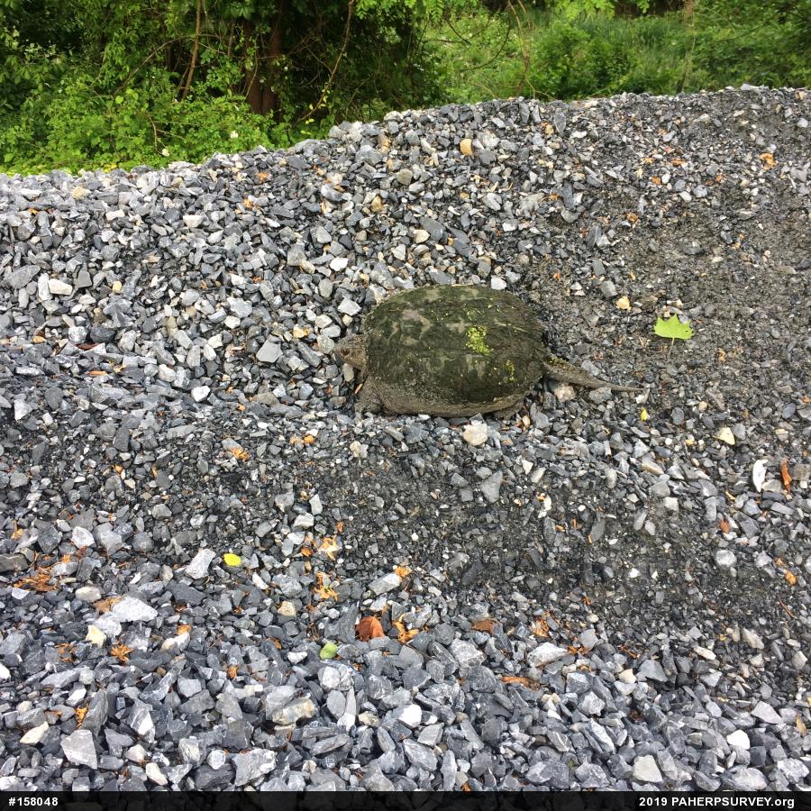 Snapping Turtle