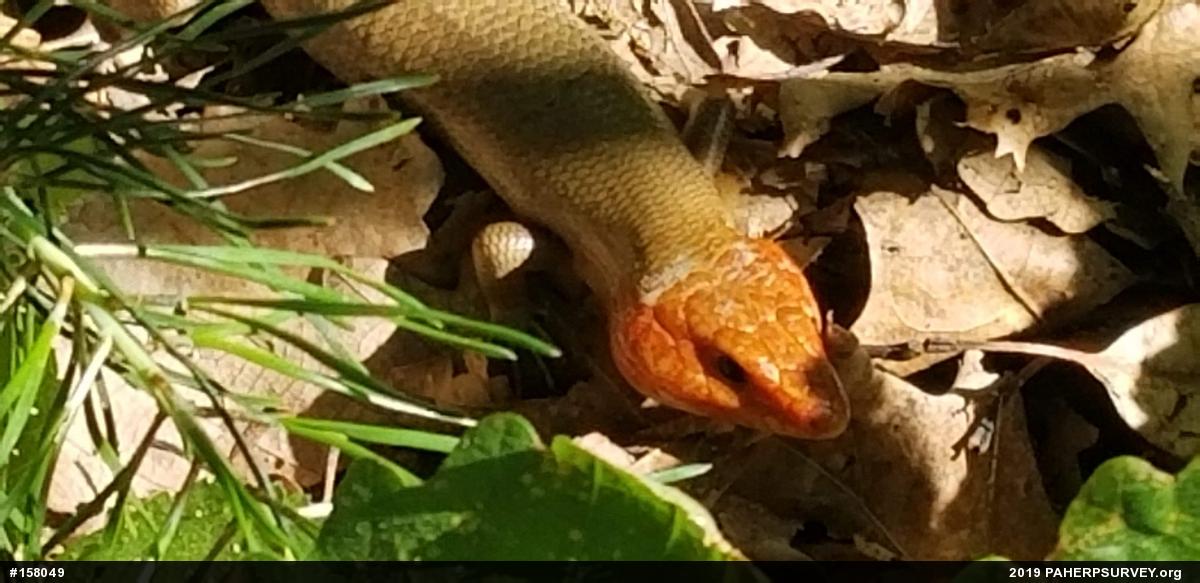 Broad-headed Skink