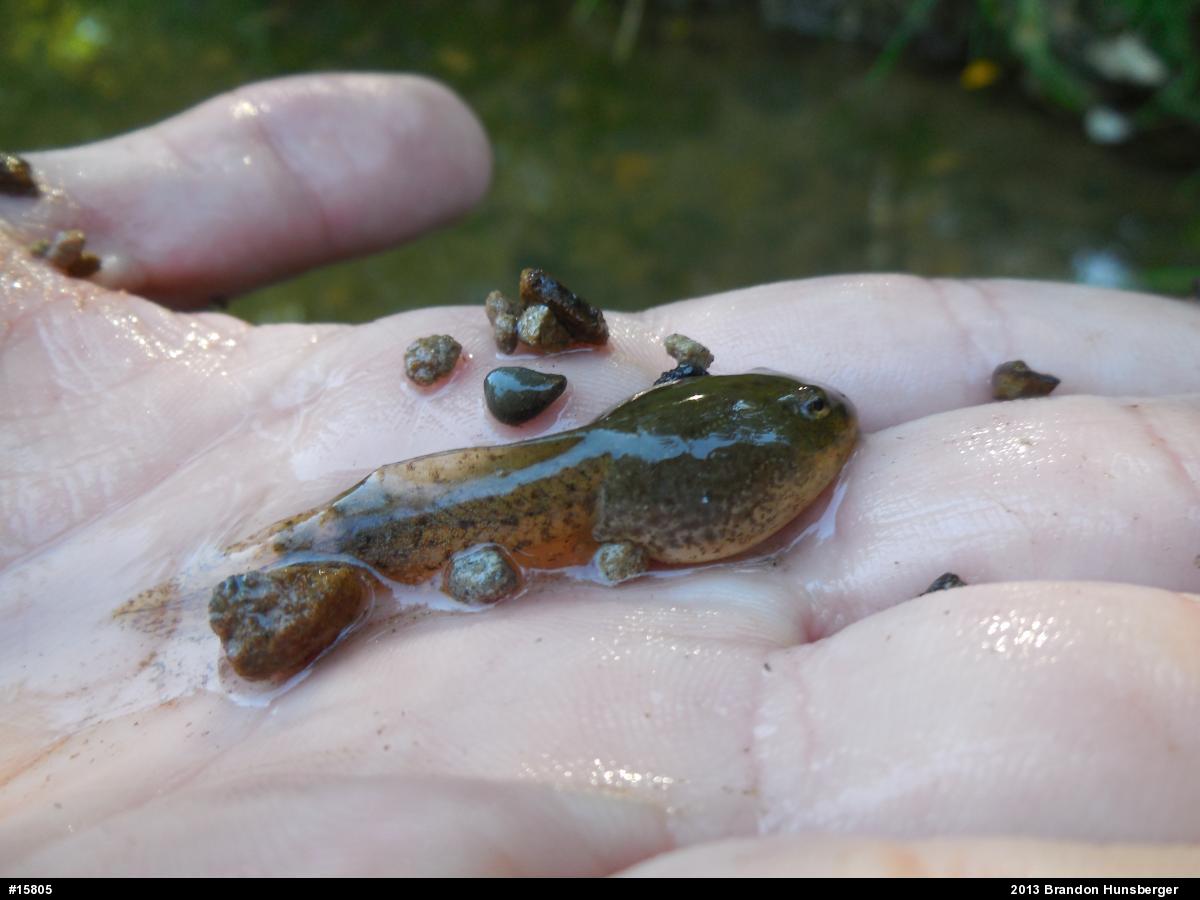 Green Frog