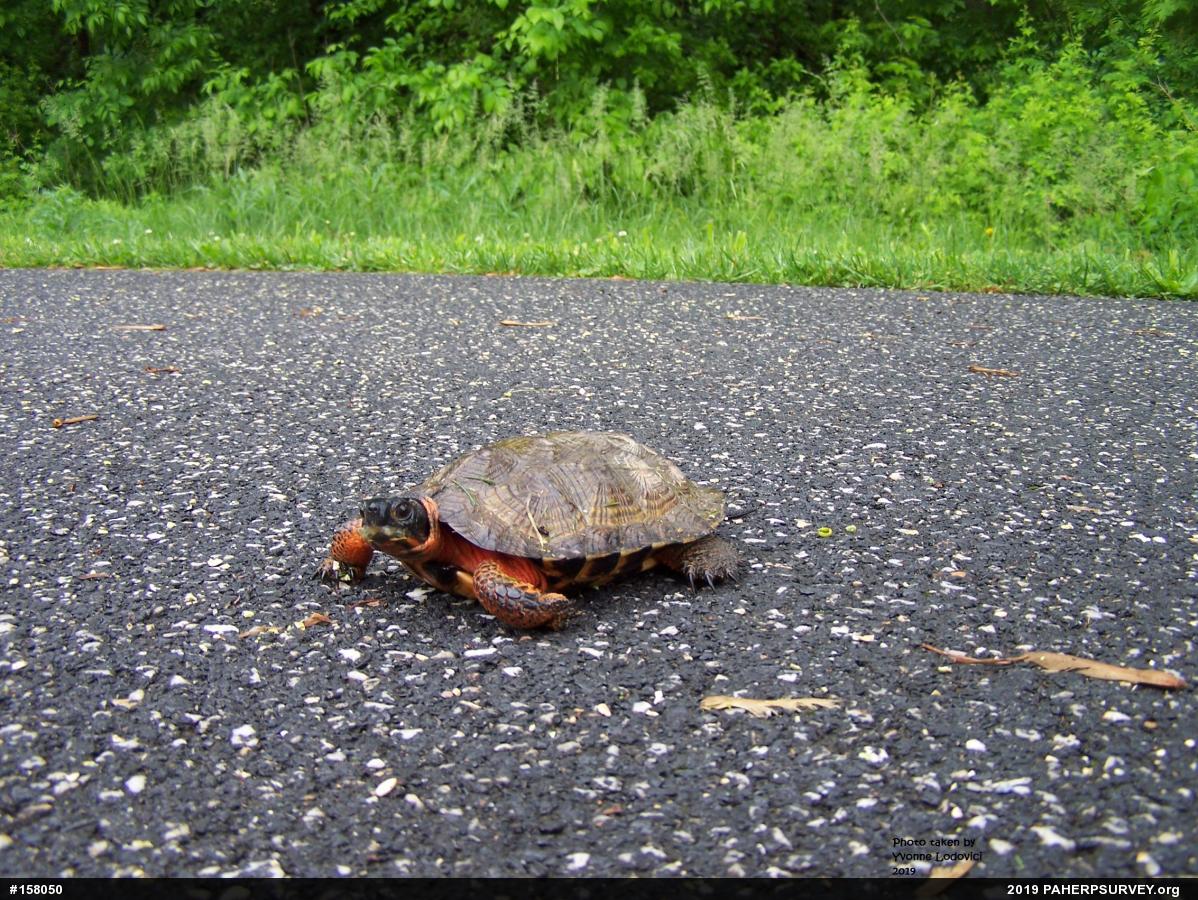 Wood Turtle
