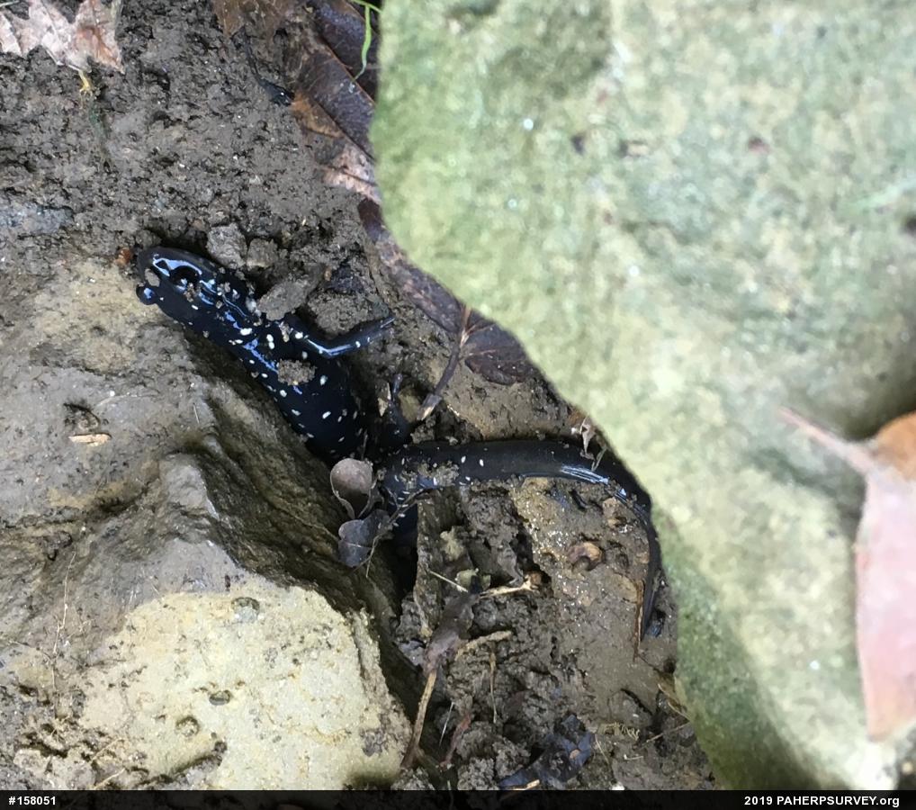 Northern Slimy Salamander