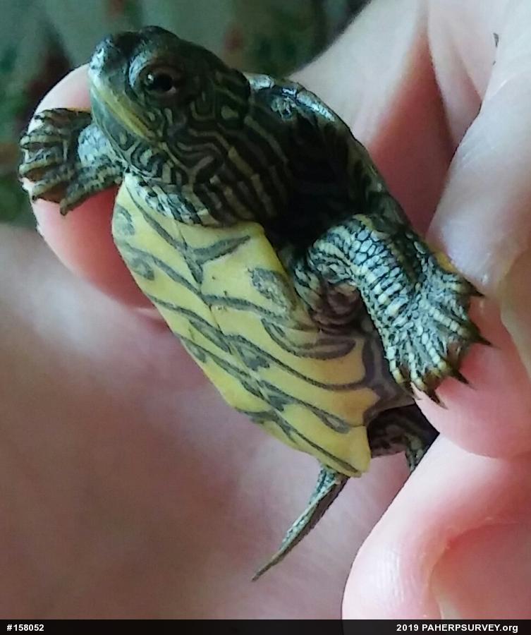 Northern Map Turtle