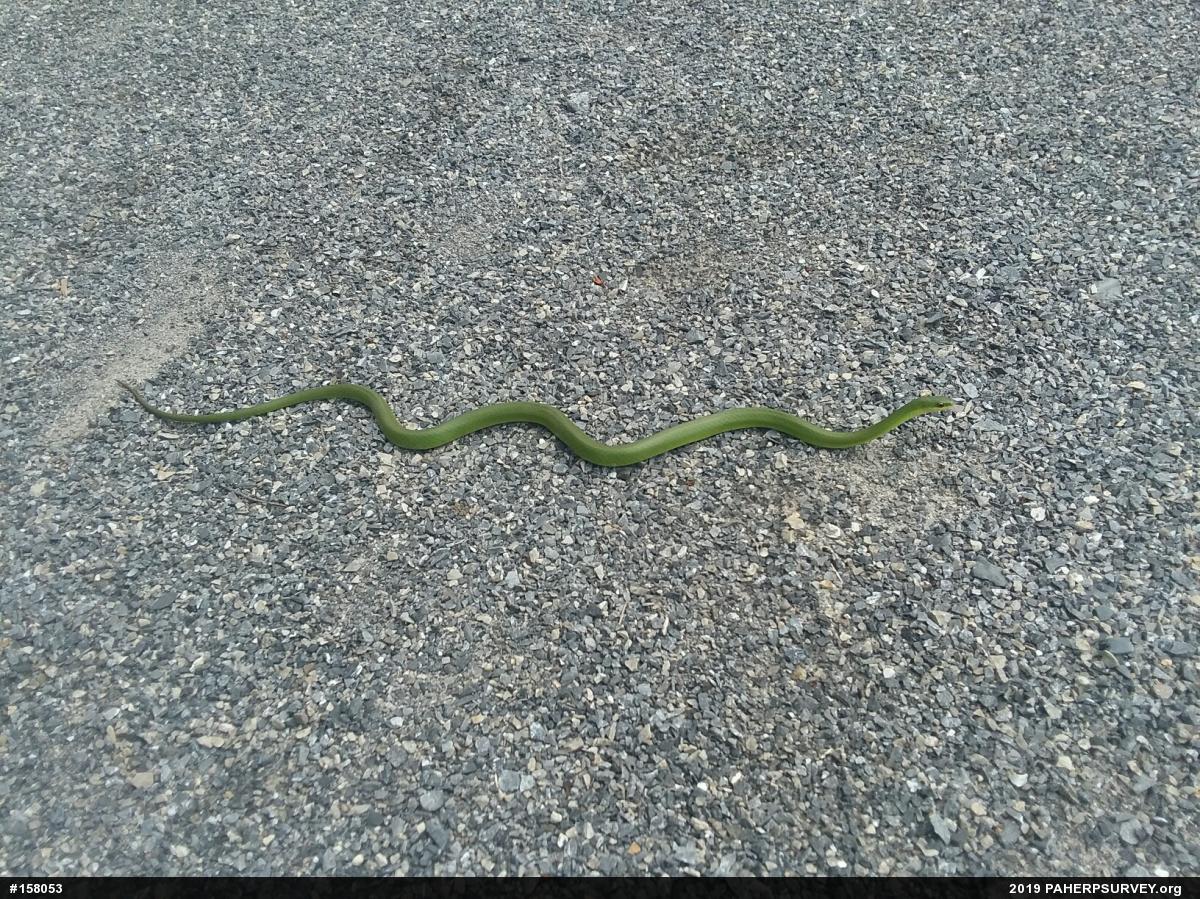 Smooth Greensnake