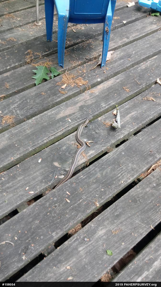 Eastern Gartersnake