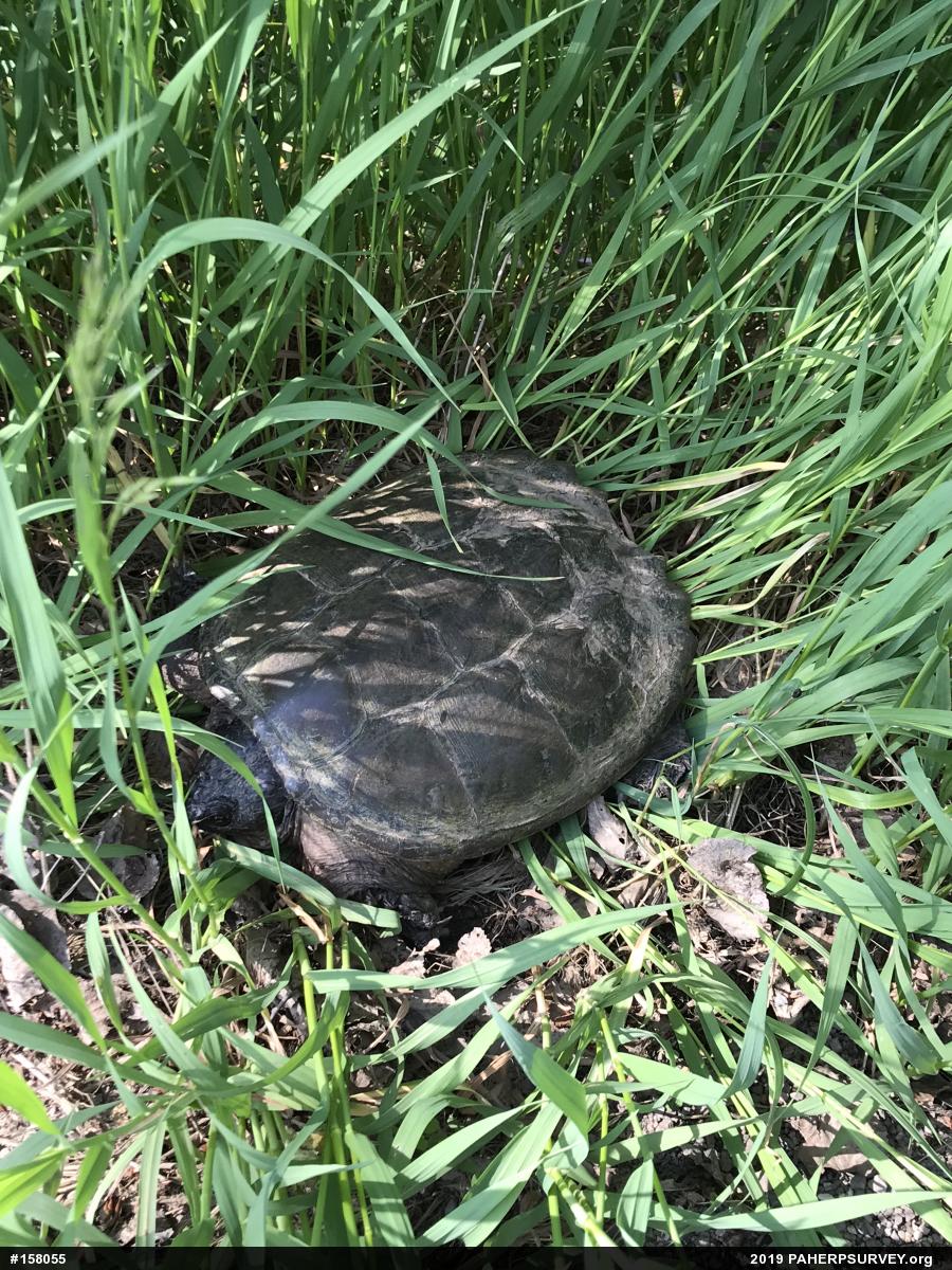 Snapping Turtle