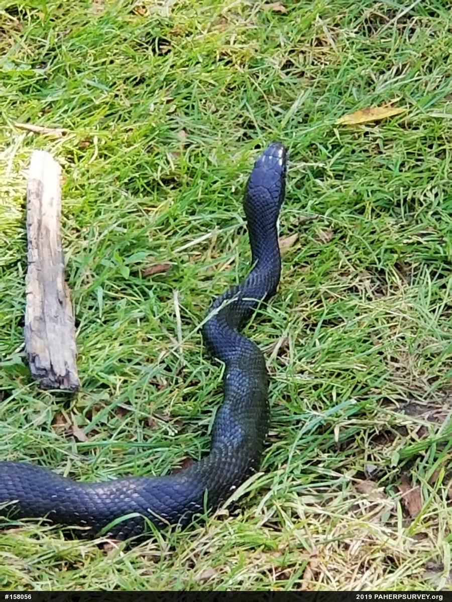 Eastern Ratsnake