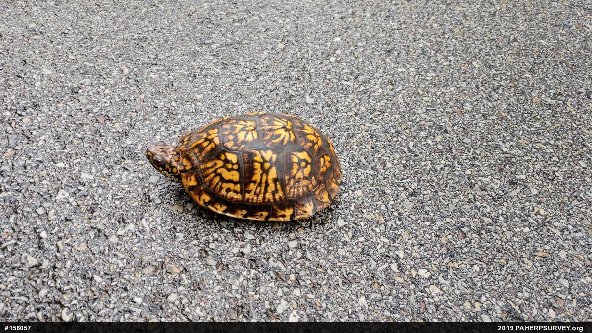 Eastern Box Turtle