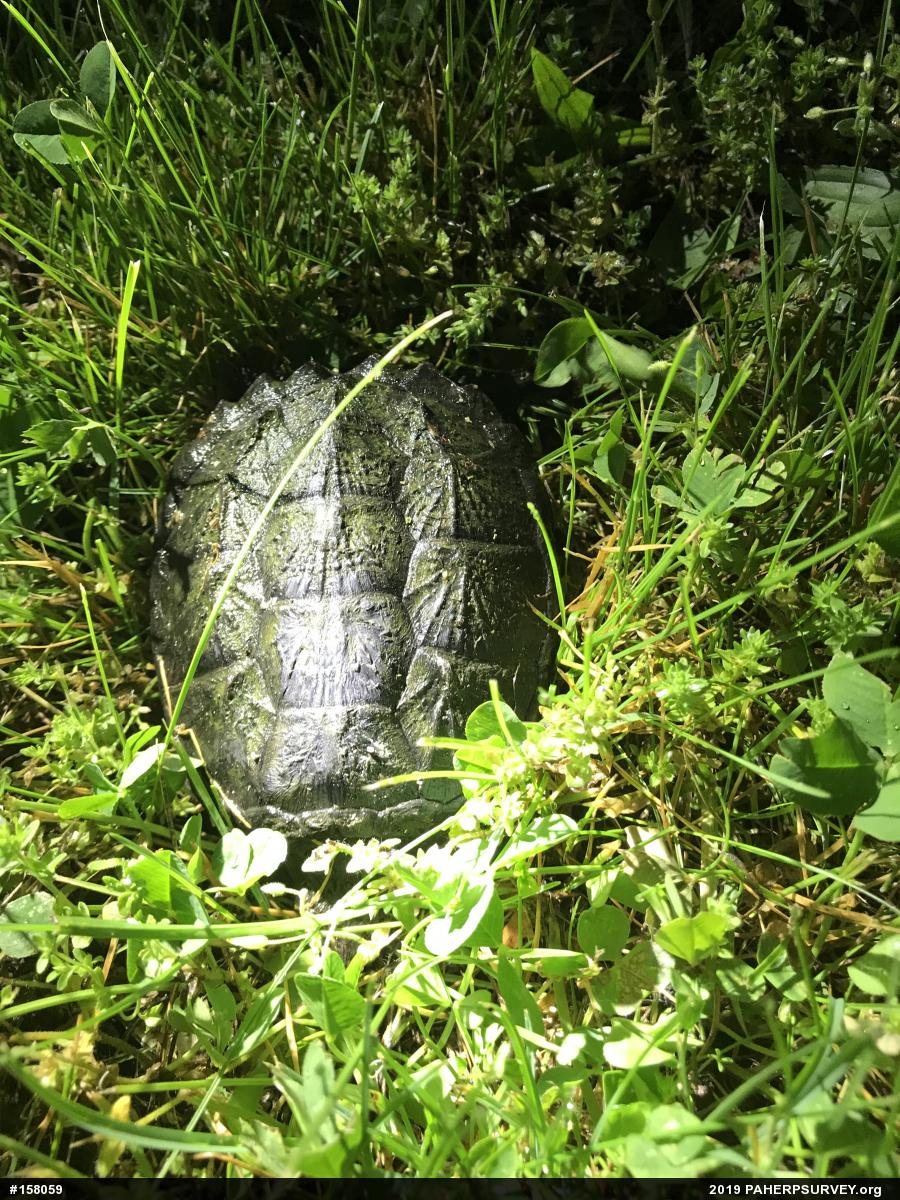 Snapping Turtle