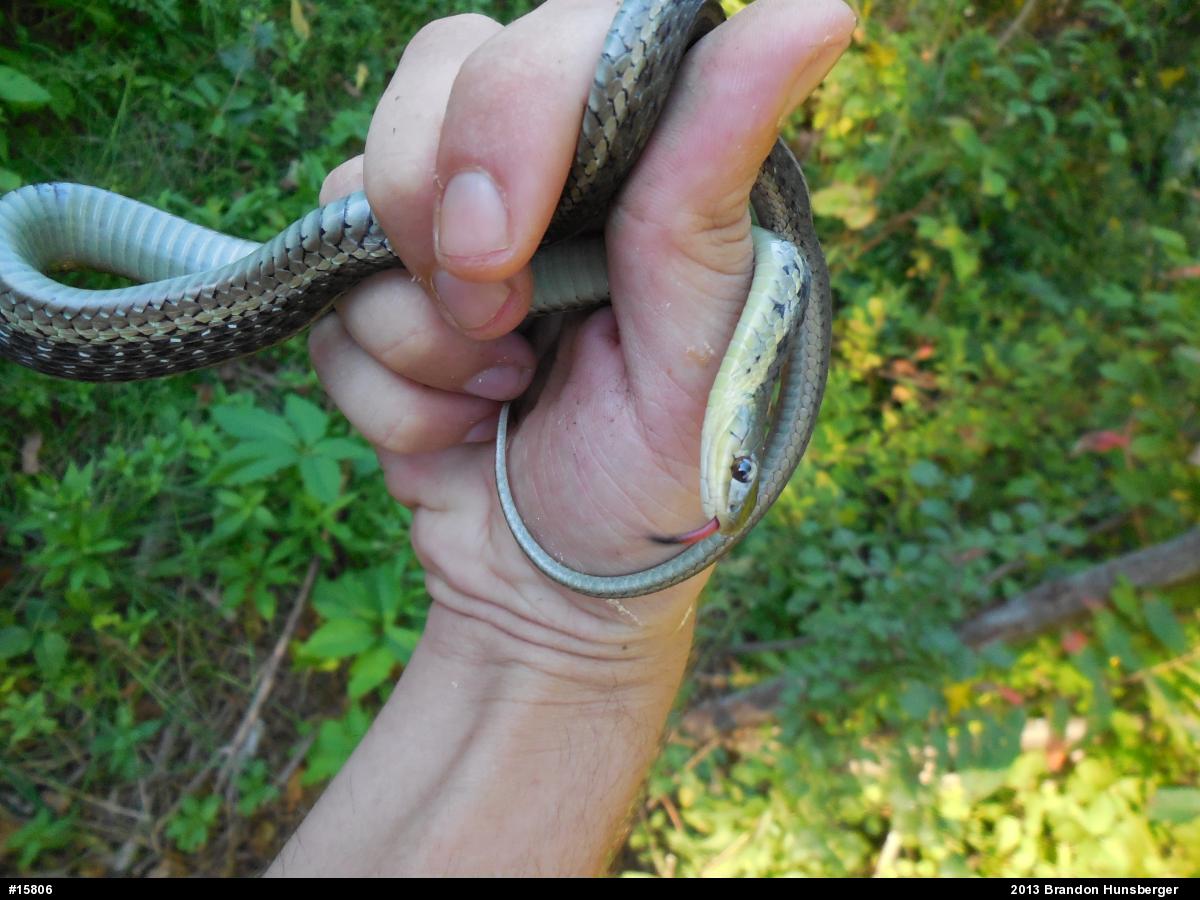 Eastern Gartersnake