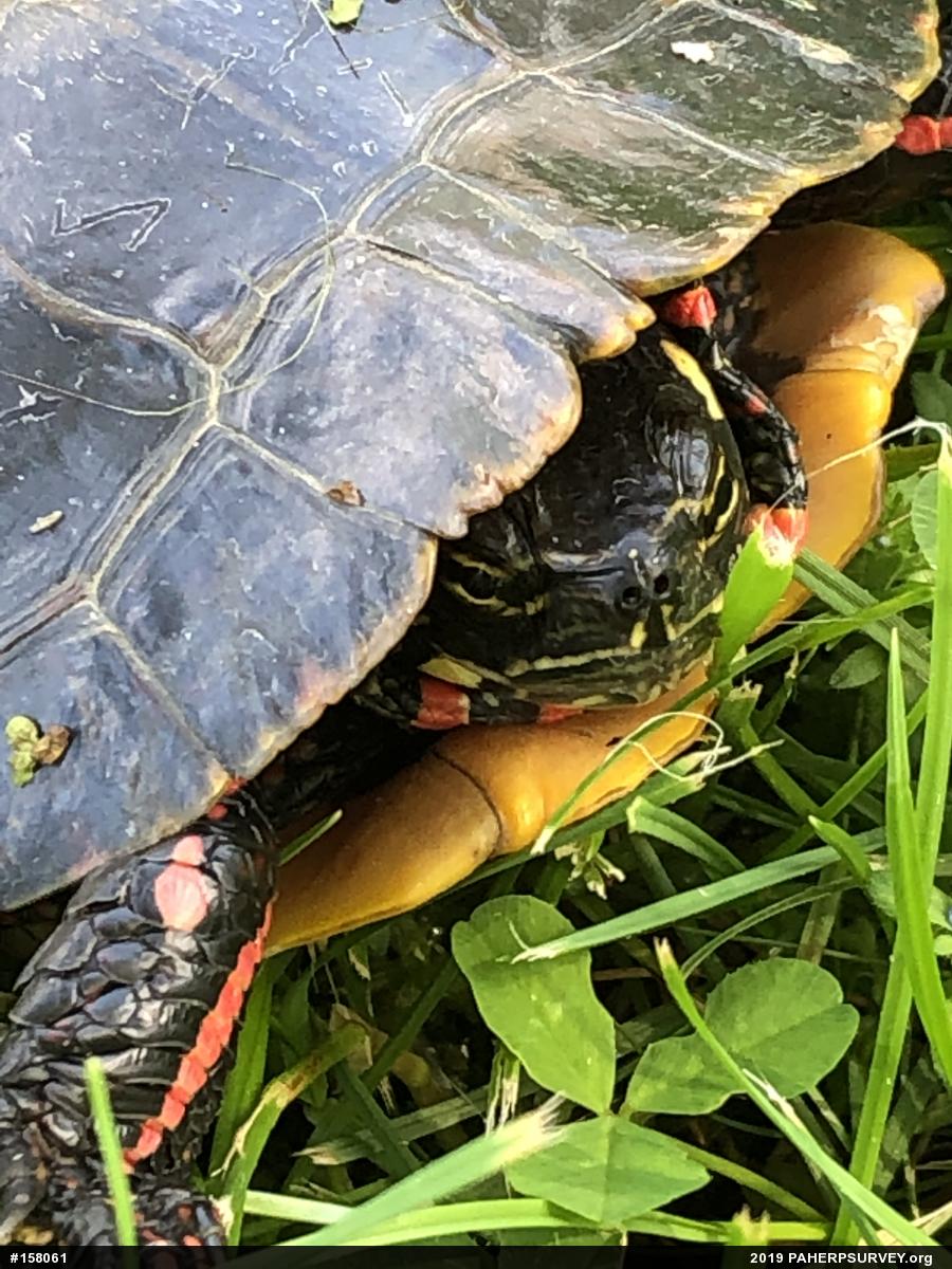Eastern Painted Turtle