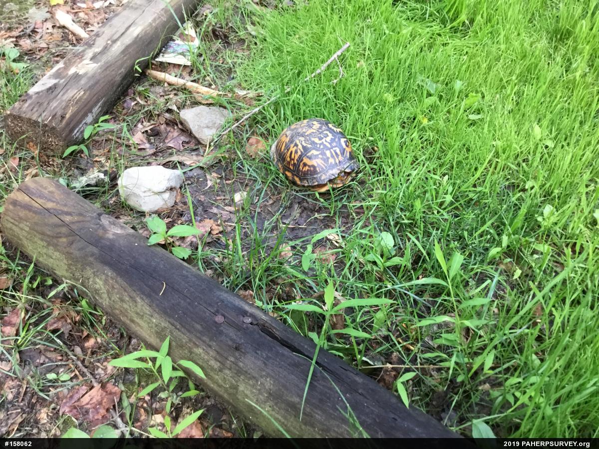 Eastern Box Turtle
