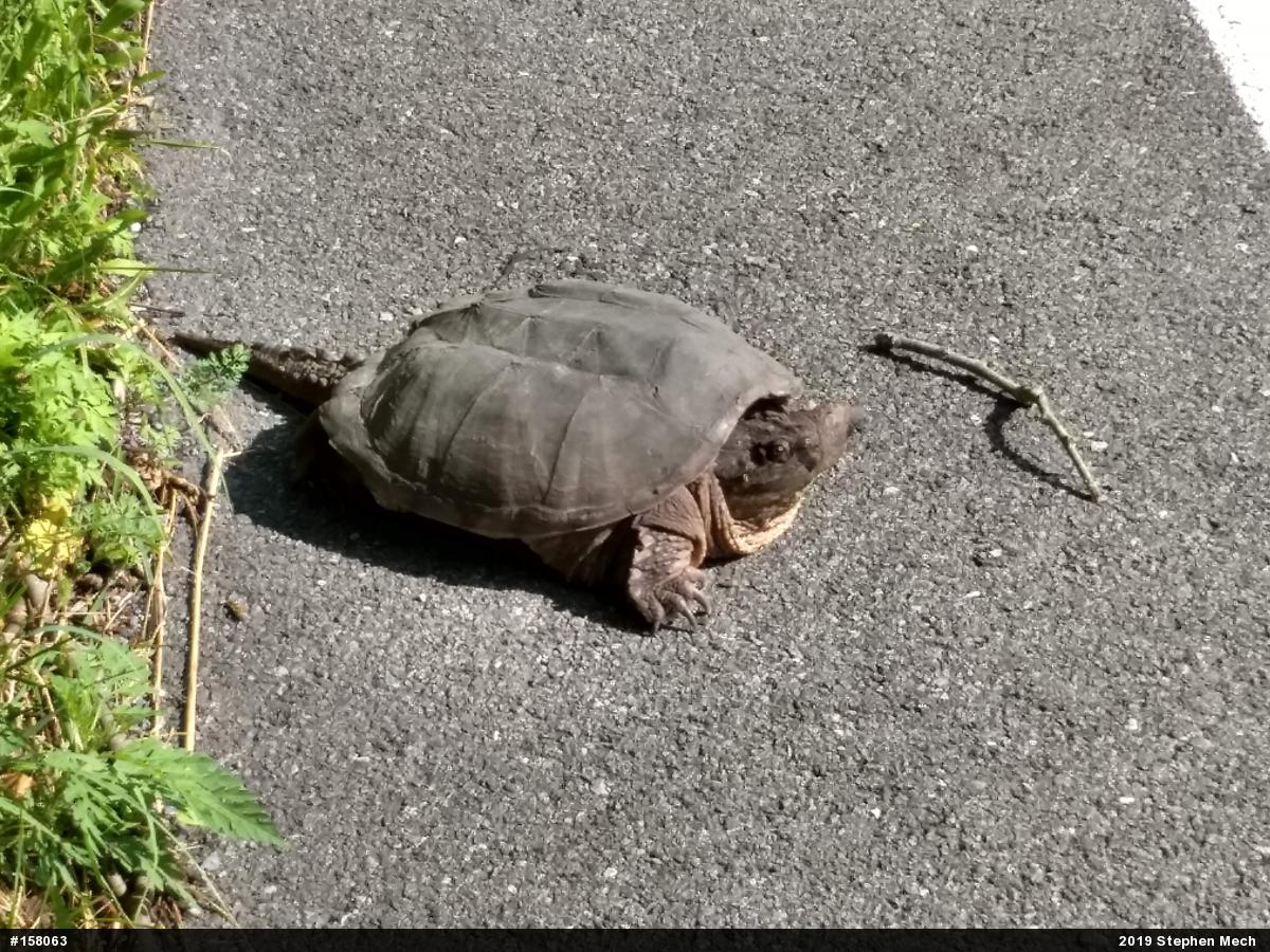 Snapping Turtle