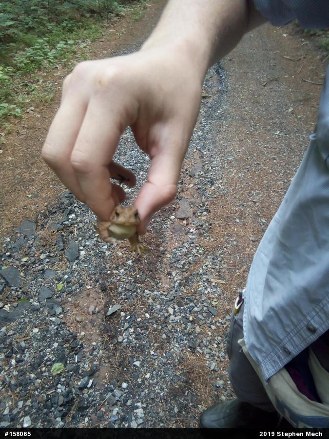 Eastern American Toad