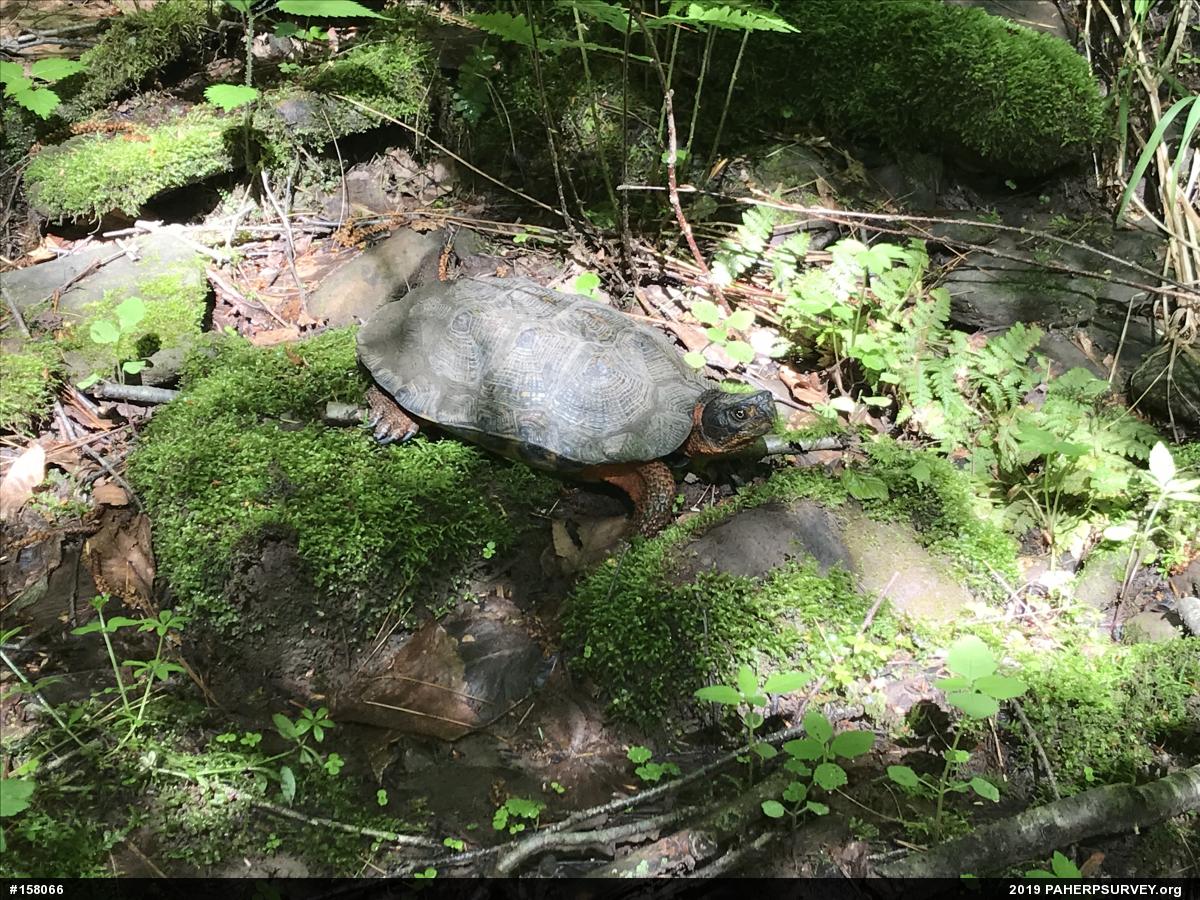 Wood Turtle