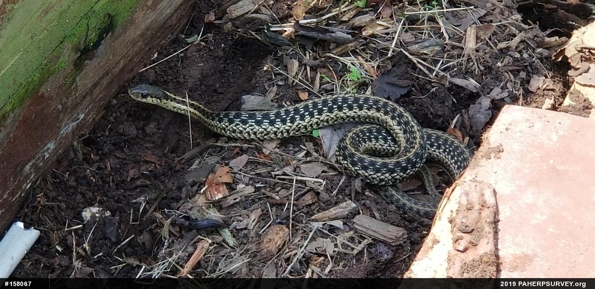 Eastern Gartersnake