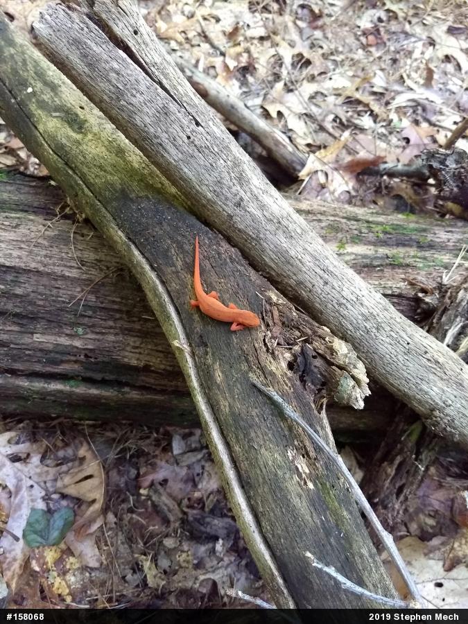 Red-spotted Newt