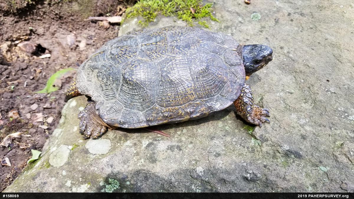 Wood Turtle