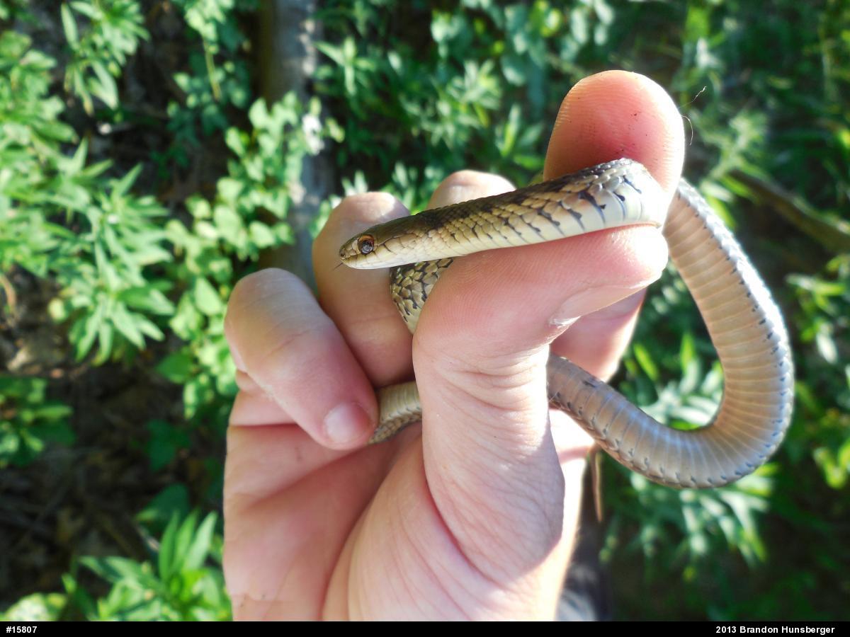Eastern Gartersnake